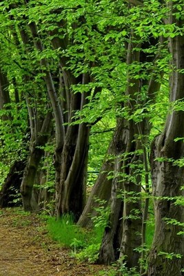 Toska Cheshmeh Forest Park: A Hidden Natural Gem in Mazandaran