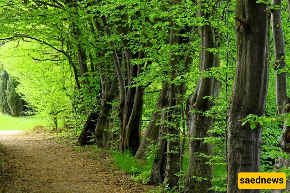 Toska Cheshmeh Forest Park: A Hidden Natural Gem in Mazandaran
