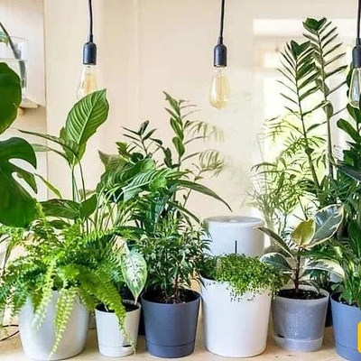 11 Ways to Keep Indoor Plants Healthy in Hot Weather (With Photos)