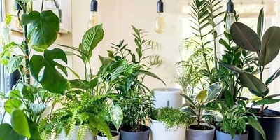 11 Ways to Keep Indoor Plants Healthy in Hot Weather (With Photos)