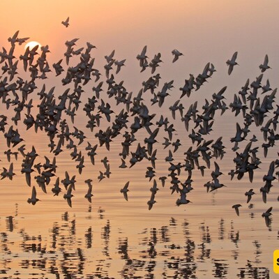 Why Do Birds Migrate?