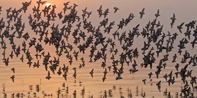 Why Do Birds Migrate?