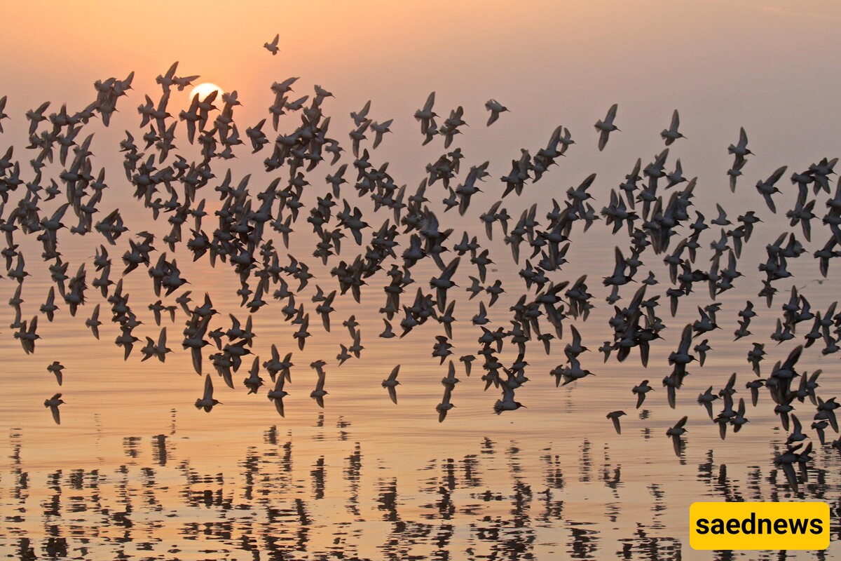 Why Do Birds Migrate?