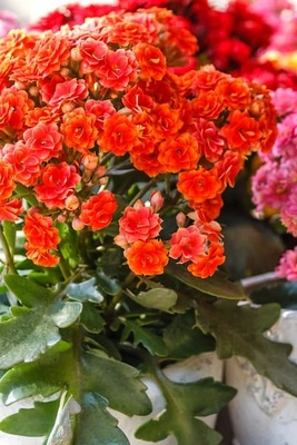 Complete Guide to Kalanchoe Plant Care and Maintenance