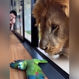 The Nightingale Singing Through the Glass for Its Giant Friend—and Falling Apart After the Window Opens 😂