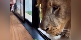 The Nightingale Singing Through the Glass for Its Giant Friend—and Falling Apart After the Window Opens 😂