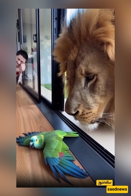 The Nightingale Singing Through the Glass for Its Giant Friend—and Falling Apart After the Window Opens 😂