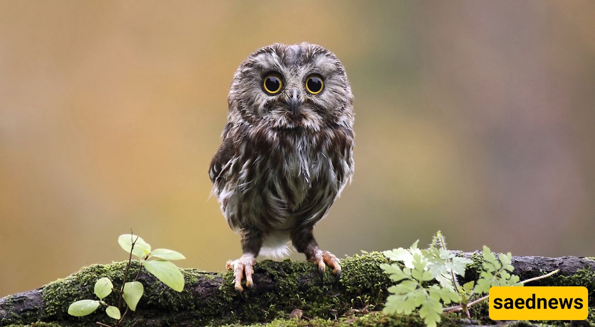 Owls: