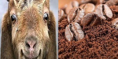 A Historical Story: Goats Discovered Coffee! / The Goats That Couldn’t Sleep After Drinking Coffee