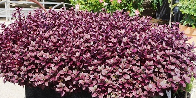 How to Grow and Care for Aesculus (Horse Chestnut)