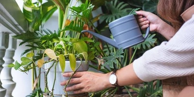 3 Watering Mistakes That Can Damage Houseplants