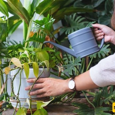 3 Watering Mistakes That Can Damage Houseplants