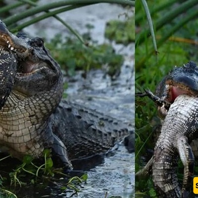 The Amazing Birth of a Bizarre Two-Headed Crocodile: A Legless Creature Like No Other [+Photos]