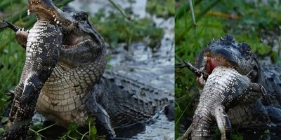 The Amazing Birth of a Bizarre Two-Headed Crocodile: A Legless Creature Like No Other [+Photos]