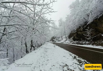 dalekhani forest
