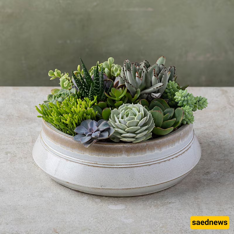 Succulents