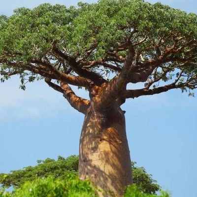 The Tree That Stores Water in Its Trunk