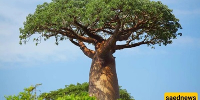 The Tree That Stores Water in Its Trunk
