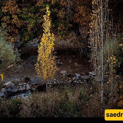 Autumn Turns Lorestan’s Walnut Gardens to Gold
