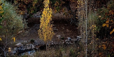 Autumn Turns Lorestan’s Walnut Gardens to Gold