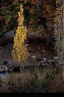 Autumn Turns Lorestan’s Walnut Gardens to Gold