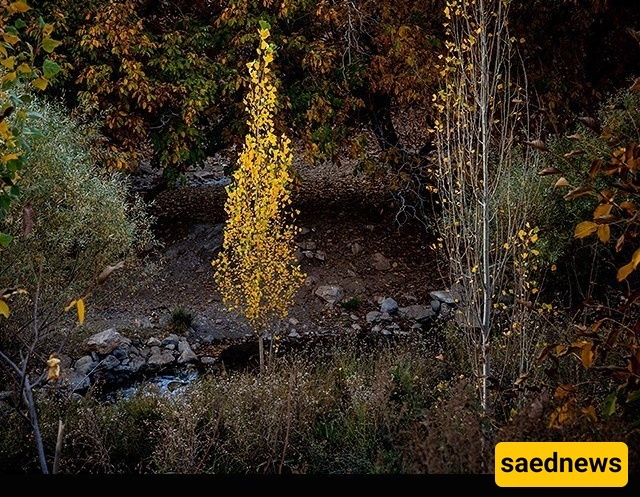 Autumn Turns Lorestan’s Walnut Gardens to Gold