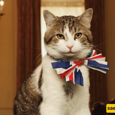 A Fond Farewell to Larry the Cat: Remembering Downing Street's Beloved Chief Mouser