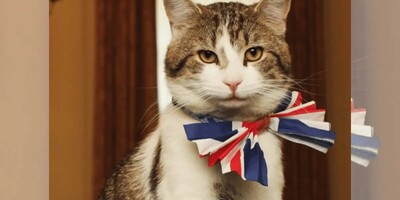 A Fond Farewell to Larry the Cat: Remembering Downing Street's Beloved Chief Mouser