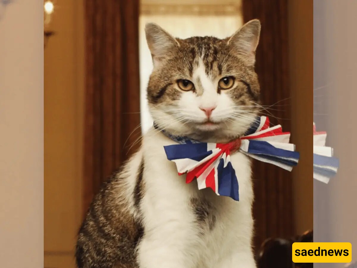 A Fond Farewell to Larry the Cat: Remembering Downing Street's Beloved Chief Mouser