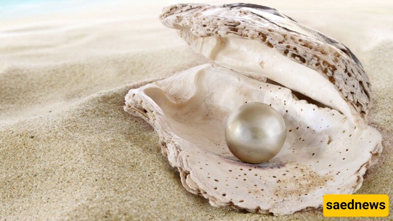 Lucky Fisherman Uncovers the World’s Largest Pearl—Only Realizes Its Value 10 Years Later + Photos