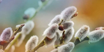 Cultivation and Care of Musk Willow (Bidmeshk)