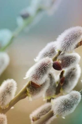 Cultivation and Care of Musk Willow (Bidmeshk)