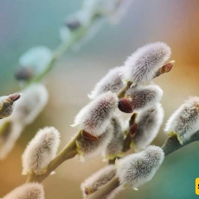 Cultivation and Care of Musk Willow (Bidmeshk)