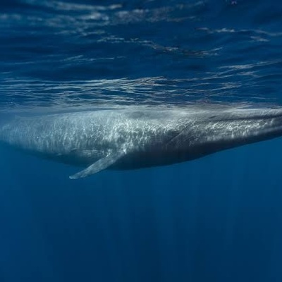 Scientists Discover a New Way to “See” Silent Whales Beneath the Ocean