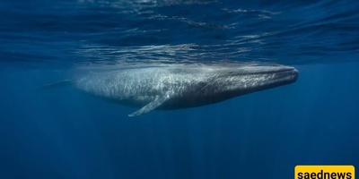 Scientists Discover a New Way to “See” Silent Whales Beneath the Ocean