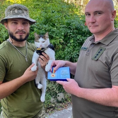 Strange but True: Cats Sent to the Frontlines in the Ukraine War