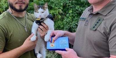 Strange but True: Cats Sent to the Frontlines in the Ukraine War