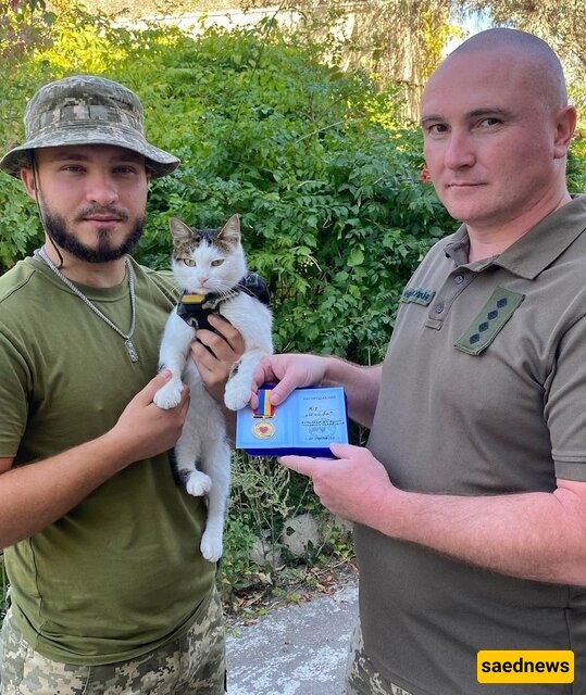 Strange but True: Cats Sent to the Frontlines in the Ukraine War
