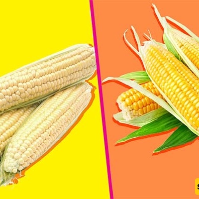 Yellow vs. White Corn: Which Is Better for Health and Cooking?