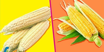 Yellow vs. White Corn: Which Is Better for Health and Cooking?