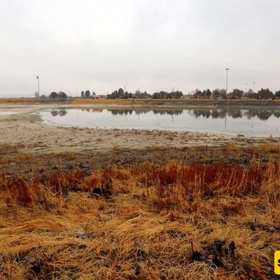 Images: Water Lilies in the Niloufar Spring of Kermanshah
