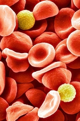 Mysterious Blood Type Doctors Had Been Searching for Years Finally Identified!