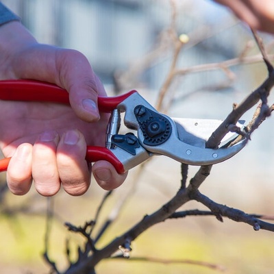 When Is the Best Time to Prune Tree Branches?