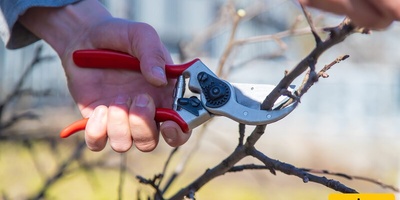When Is the Best Time to Prune Tree Branches?