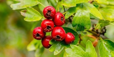 Quince: Calories and Nutritional Value