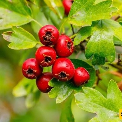 Quince: Calories and Nutritional Value