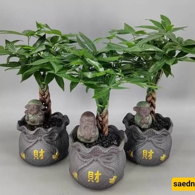 The Complete Guide to Caring for a Pachira (Money Tree) Indoors