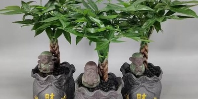 The Complete Guide to Caring for a Pachira (Money Tree) Indoors
