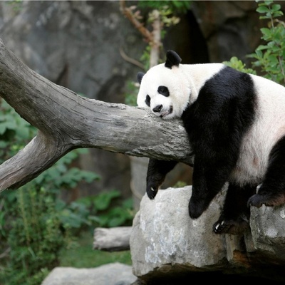 A Panda That Paints $560 Artwork!!