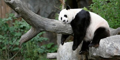 A Panda That Paints $560 Artwork!!